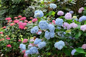 Pale Blue hydrangea chungii mophead in flower