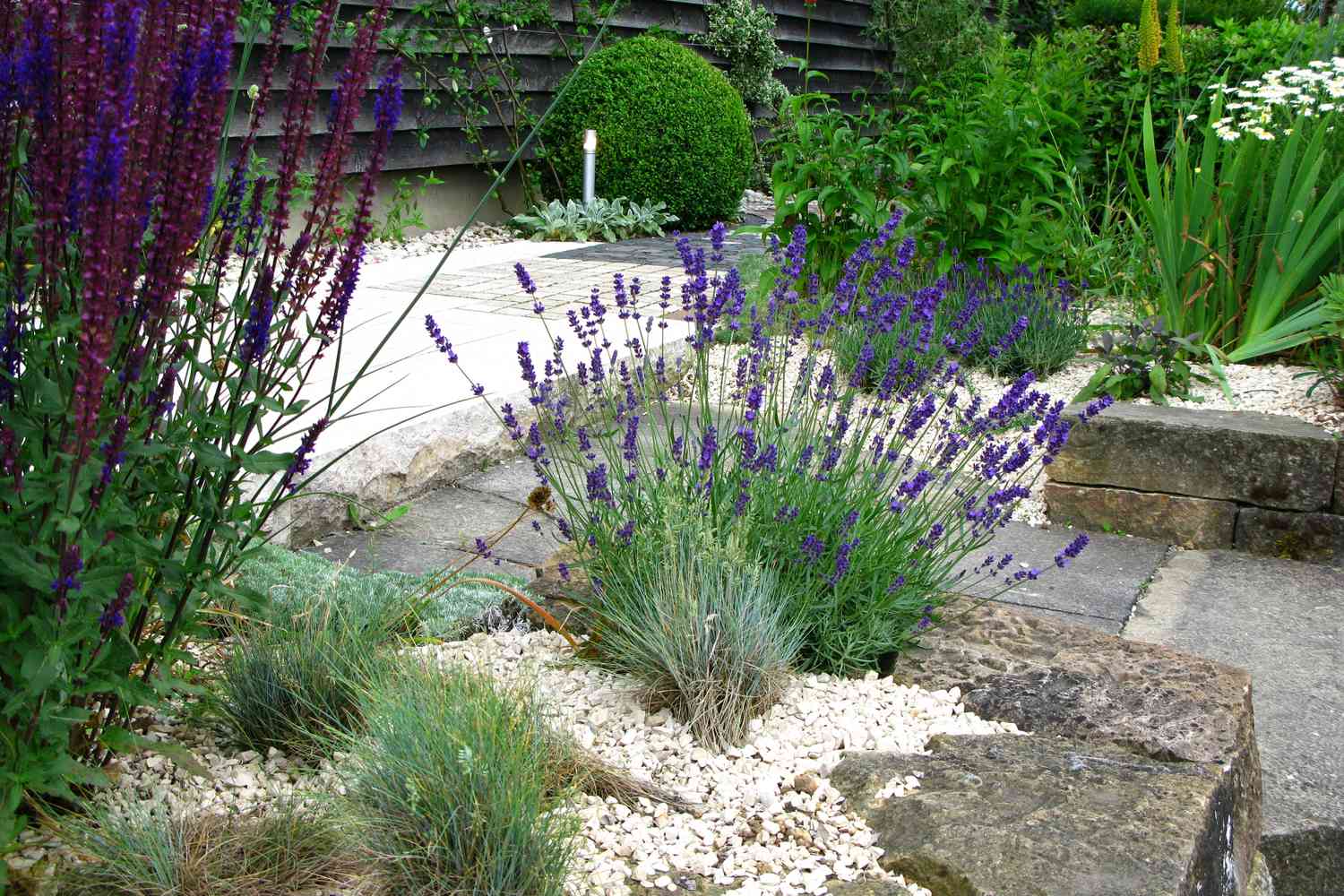 lavender in garden