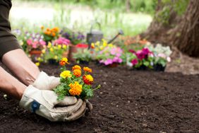 Man planting marigold flowers in garden