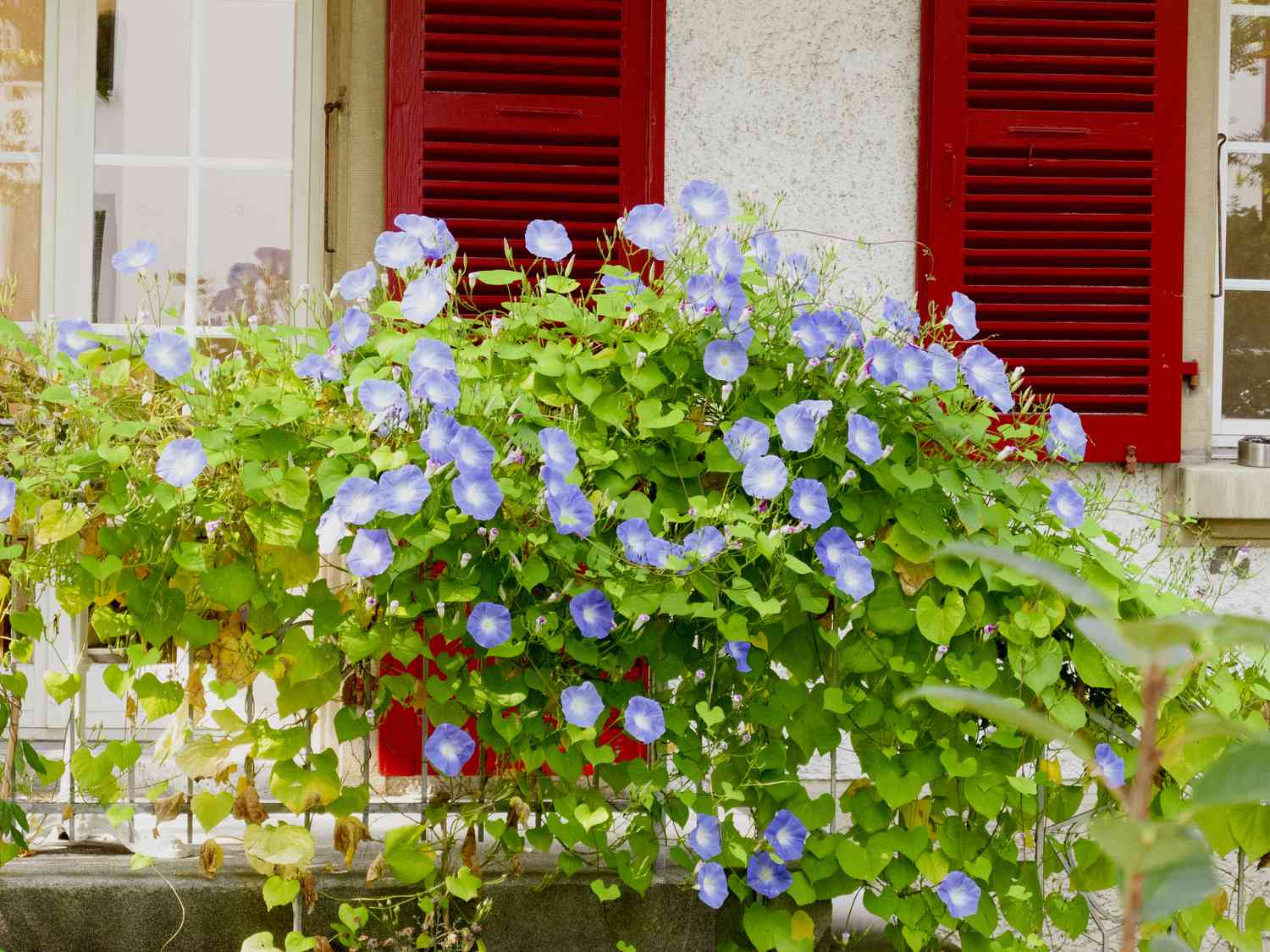 Ipomoea tricolor in bloom in a balcony, Biel, Bern canton, Switzerland. Ipomoea pes-caprae has other names, such like: bayhops, beach morning glory or goat's foot.