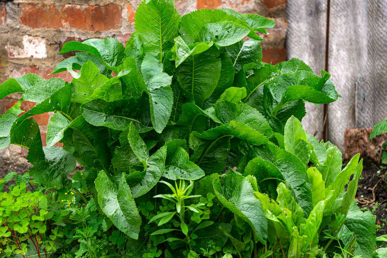 Large horseradish bush with large green leaves