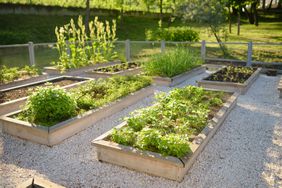 Raised garden beds with plants in vegetable garden. 