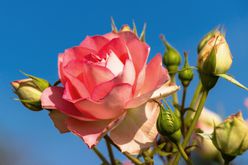 protect-roses-from-pests-and-diseases-GettyImages-961815498