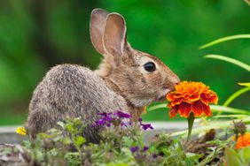 rabbit in garden