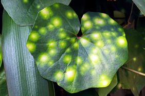 rare-house-plants-GettyImages-825023726