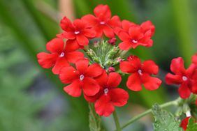 red verbena flowers