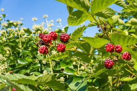 raspberry bush