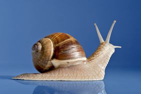 snail on purple background