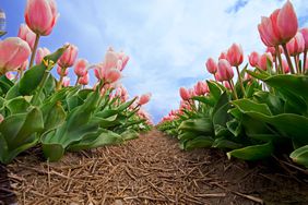 two rows of pink tulips