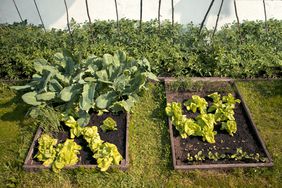 Small vegetable garden in the back yard.