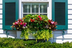 Annual Plants in a Window Box Planter