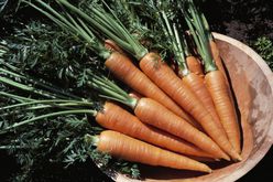 carrots in a bowl