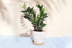 zz-plant-GettyImages-1387302222