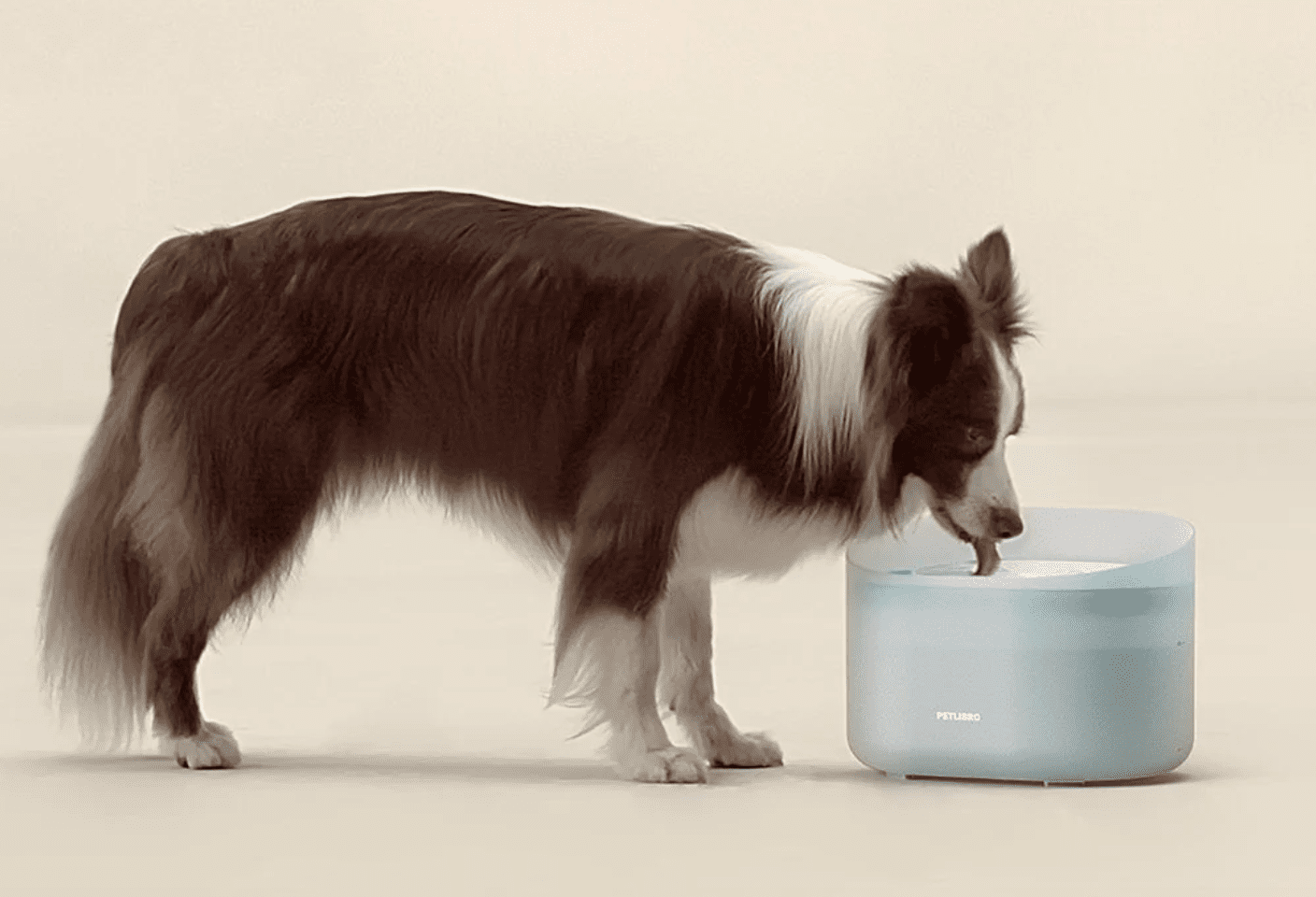 dog drinking water out of a fountain